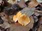 Narancsvörös rókagomba (Cantharellus friesii), Zemplén